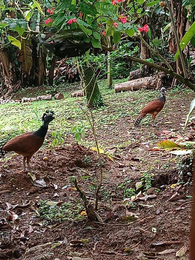 Arenal Rustic Lodge ラ・フォルトゥナ エクステリア 写真